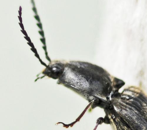 Réf. 304 243 : Hemicrepidius sp.